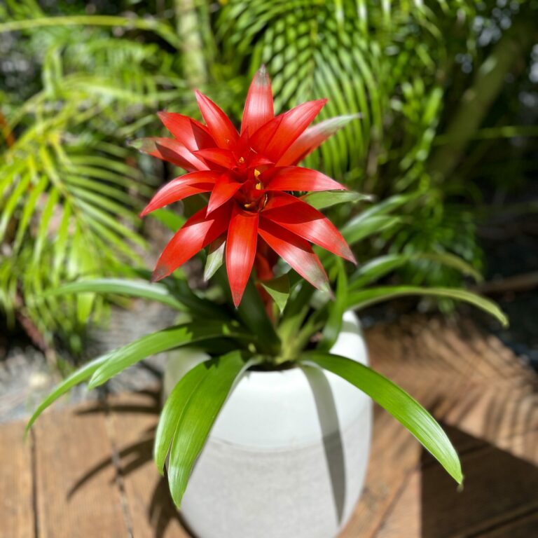 apparement jardin tropical guadeloupe 29